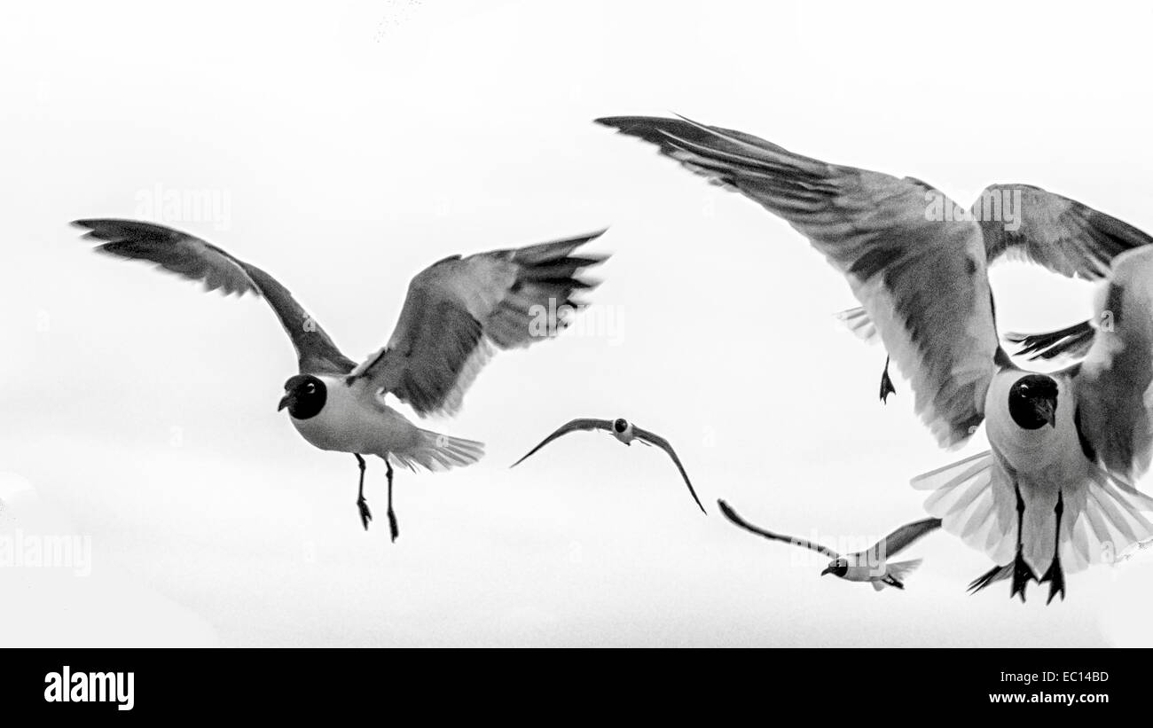 Una rappresentazione artistica di gabbiani in volo su uno sfondo bianco. Foto Stock