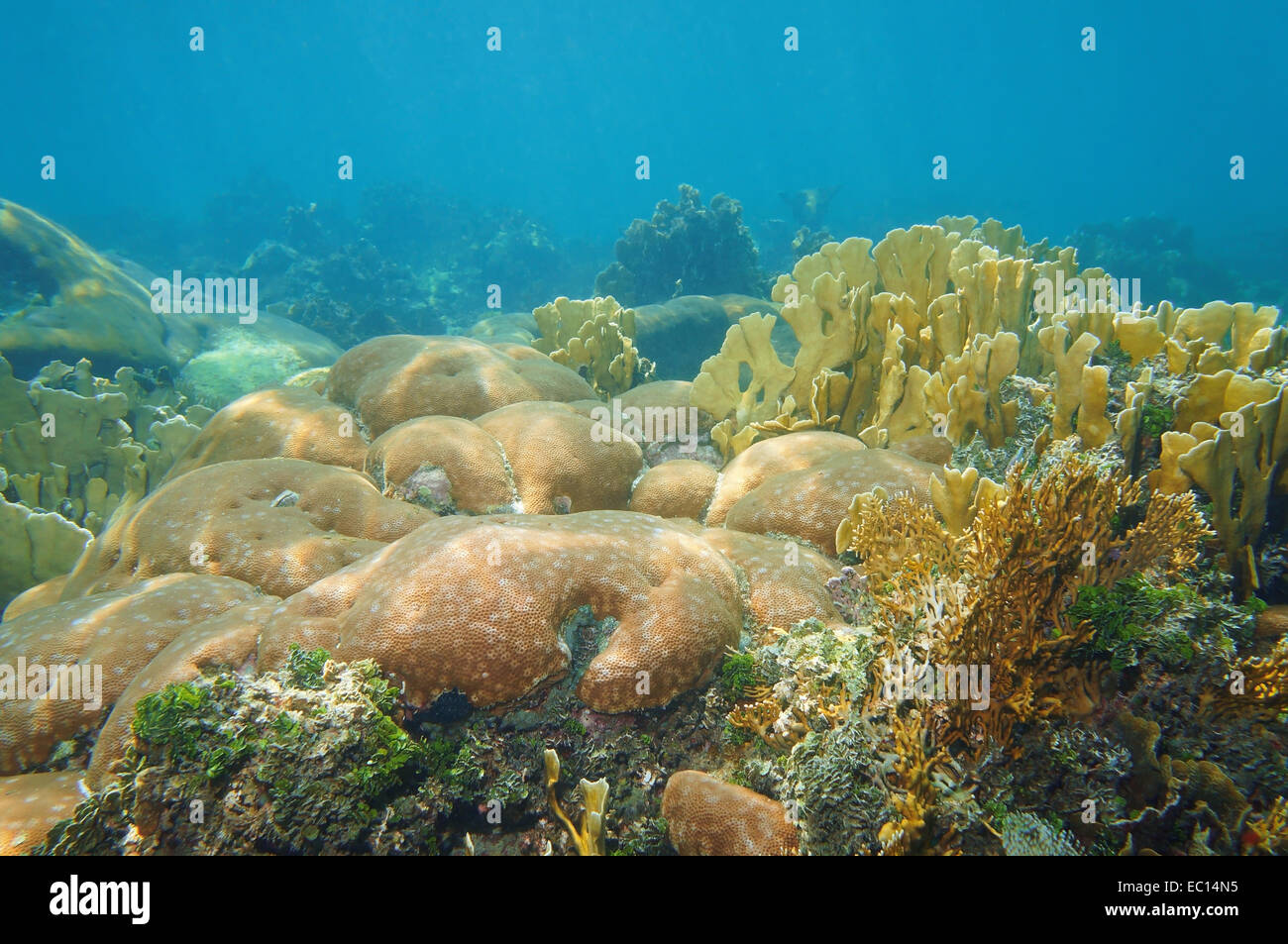 Coral reef sott'acqua nel mar dei Caraibi con una massiccia starlet e fuoco le colonie di coralli Foto Stock