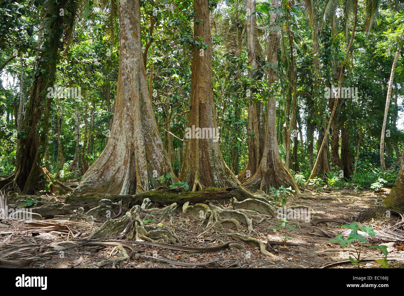 Alberi tropicali nella giungla della Costa Rica vicino a Puerto Viejo de Talamanca, a lato dei Caraibi Foto Stock
