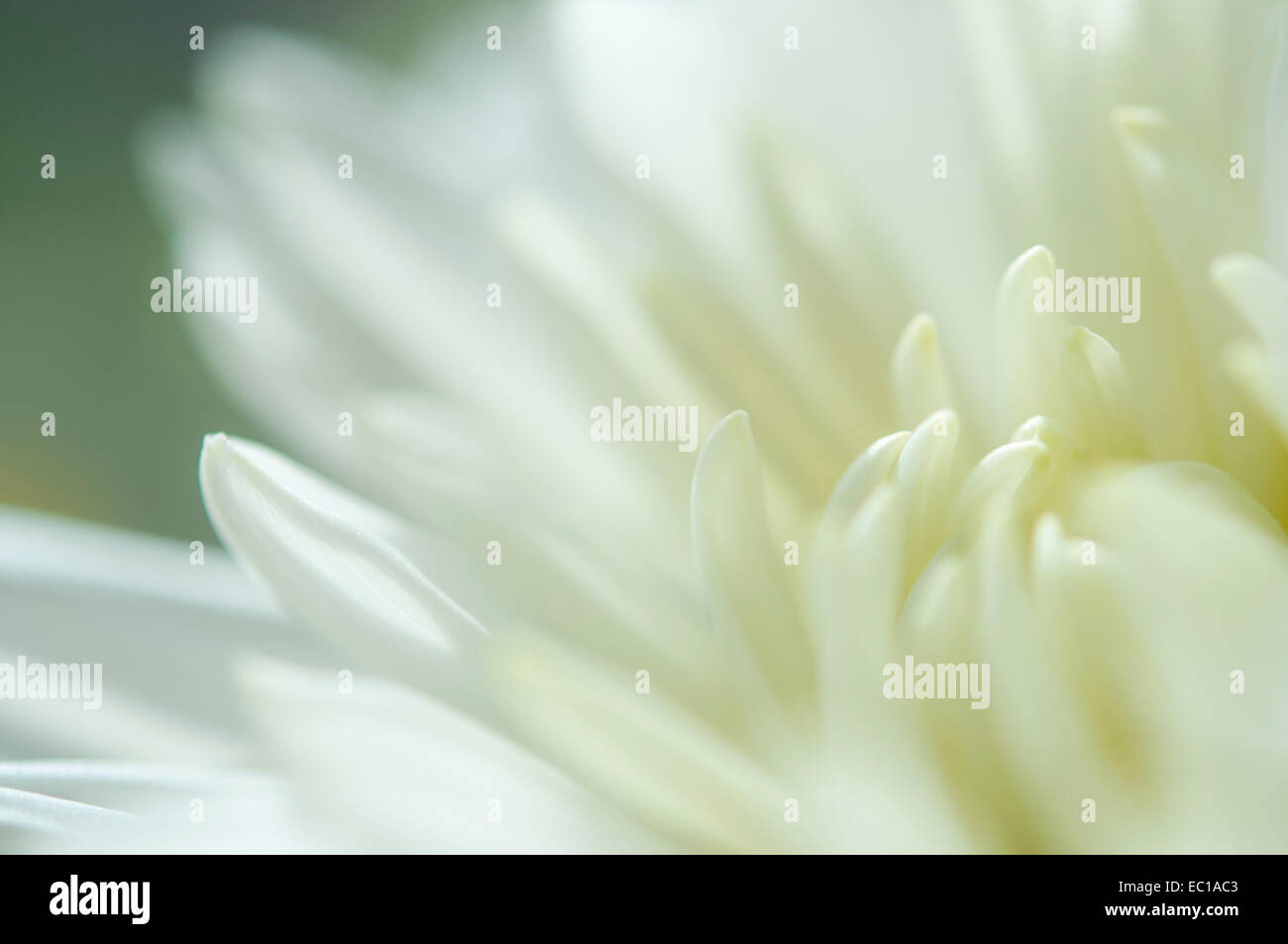 Soft bianca i petali di un fiore del crisantemo nel vicino. Semplice, composizione astratta. Foto Stock