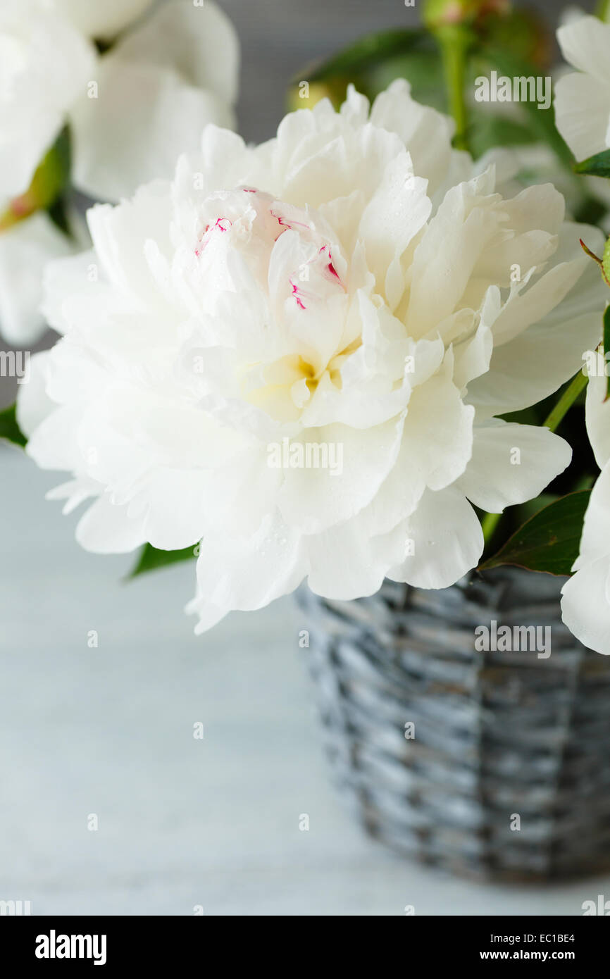 Bella bianco fiori in un vaso, close up Foto Stock