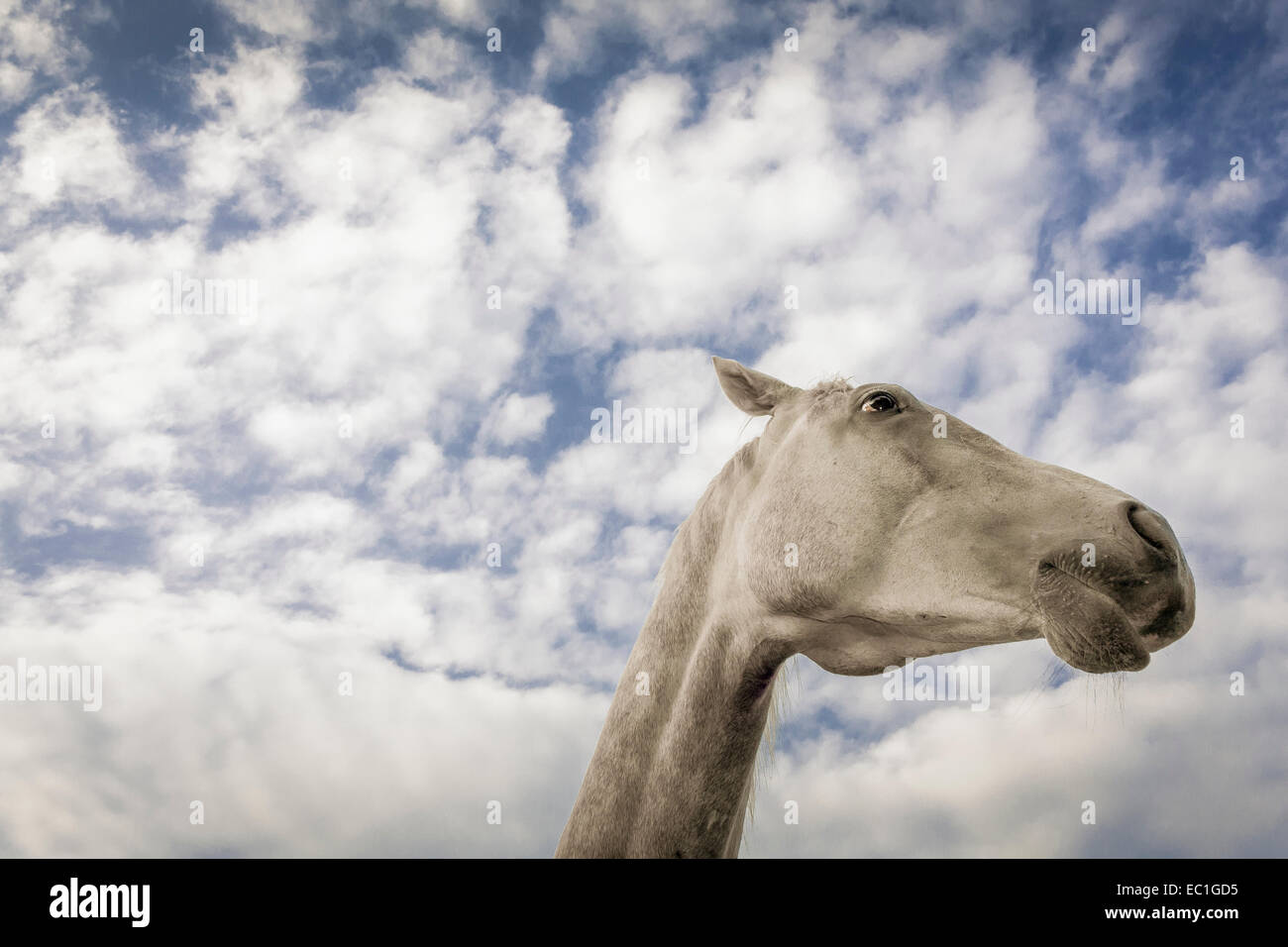Extreme a basso angolo di visione della testa di cavallo contro il Cielo di estate Foto Stock