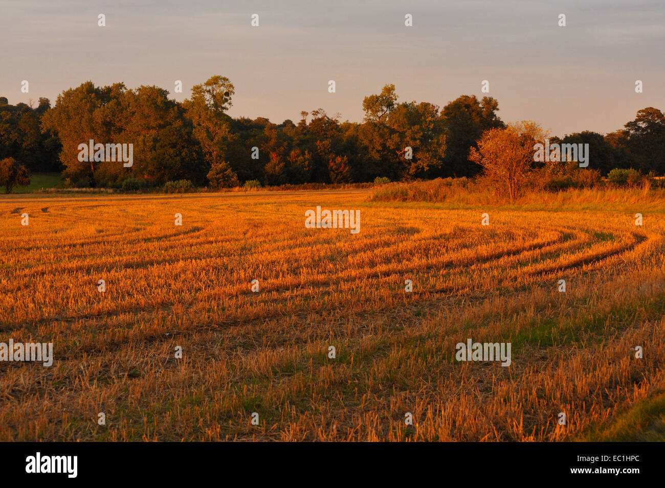 Cobham Hall e Park, Kent; cornfields e viale di alberi al tramonto. La casa del gioco di cricket. Dickens collegamento - il Foto Stock