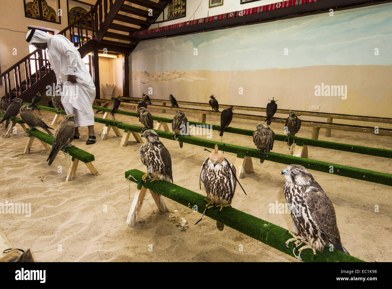 Falchi sul display nella città di Doha shop. Il Falcon è uccello nazionale degli Emirati arabi uniti, Qatar, Arabia Saudita e Oman, un Foto Stock