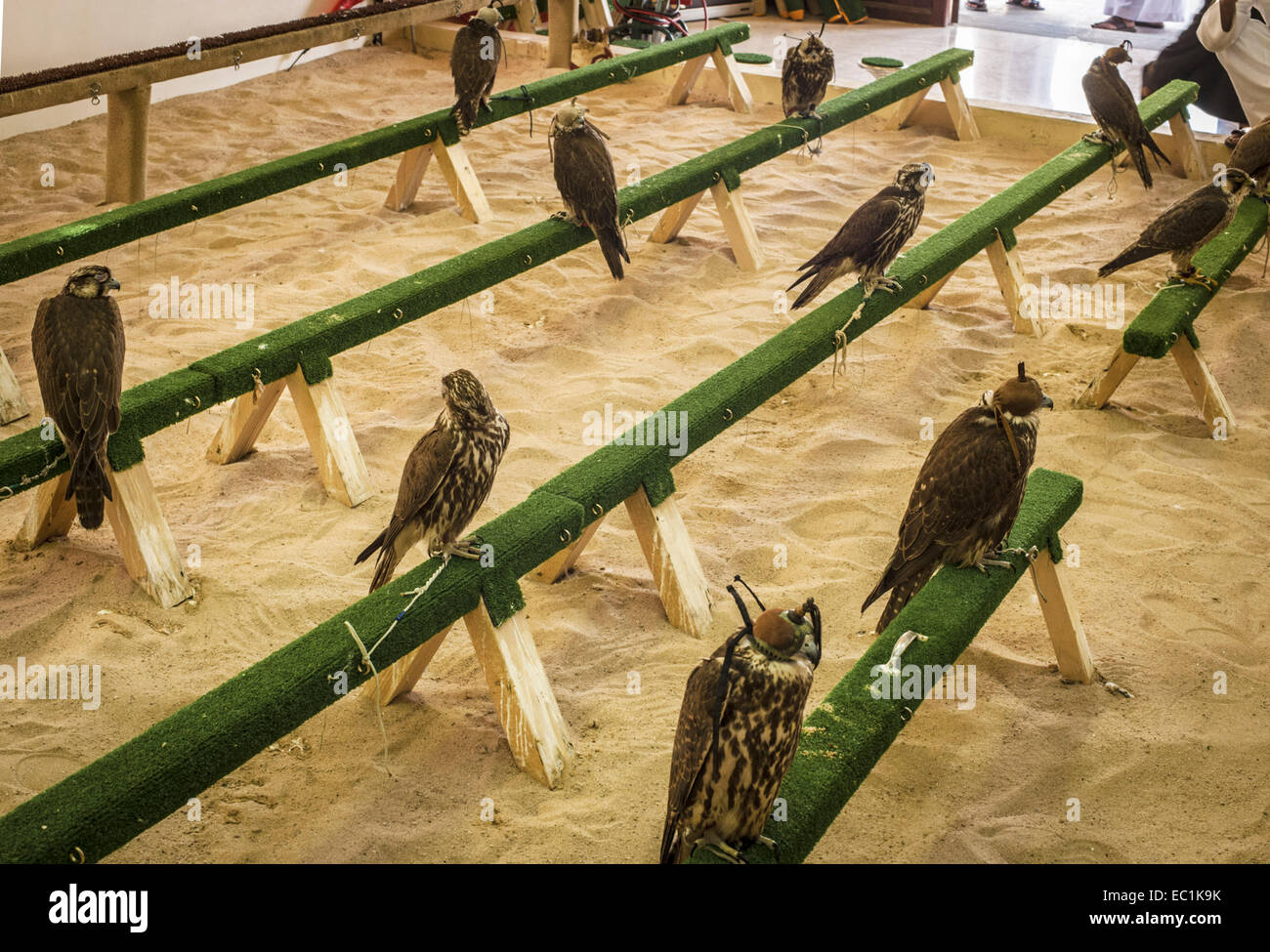 Falchi sul display nella città di Doha shop. Il Falcon è uccello nazionale degli Emirati arabi uniti, Qatar, Arabia Saudita e Oman, un Foto Stock