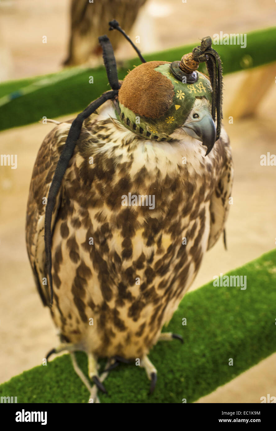 Hooded falcon sul display nella città di Doha shop. Il Falcon è uccello nazionale degli Emirati arabi uniti, Qatar, Arabia Saudita e Foto Stock