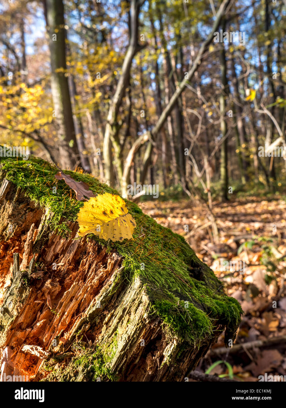 Foglia morta giacente su moss-cresciute ceppo di albero nella foresta Foto Stock