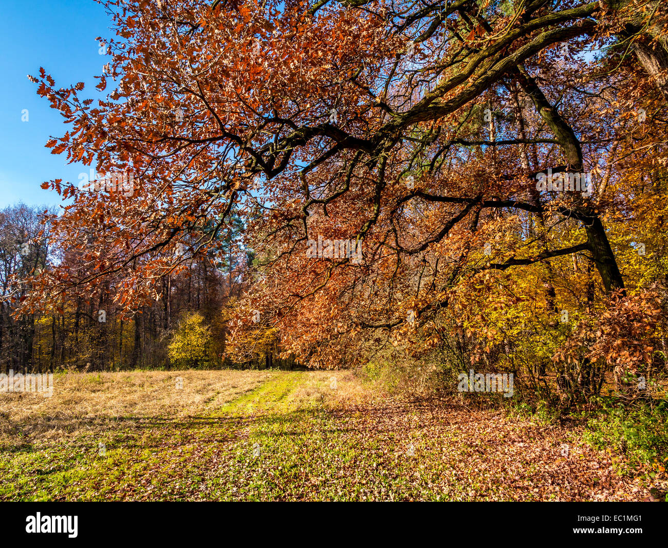 Paesaggio autunnale con alberi e arbusti in colori autunnali Foto Stock