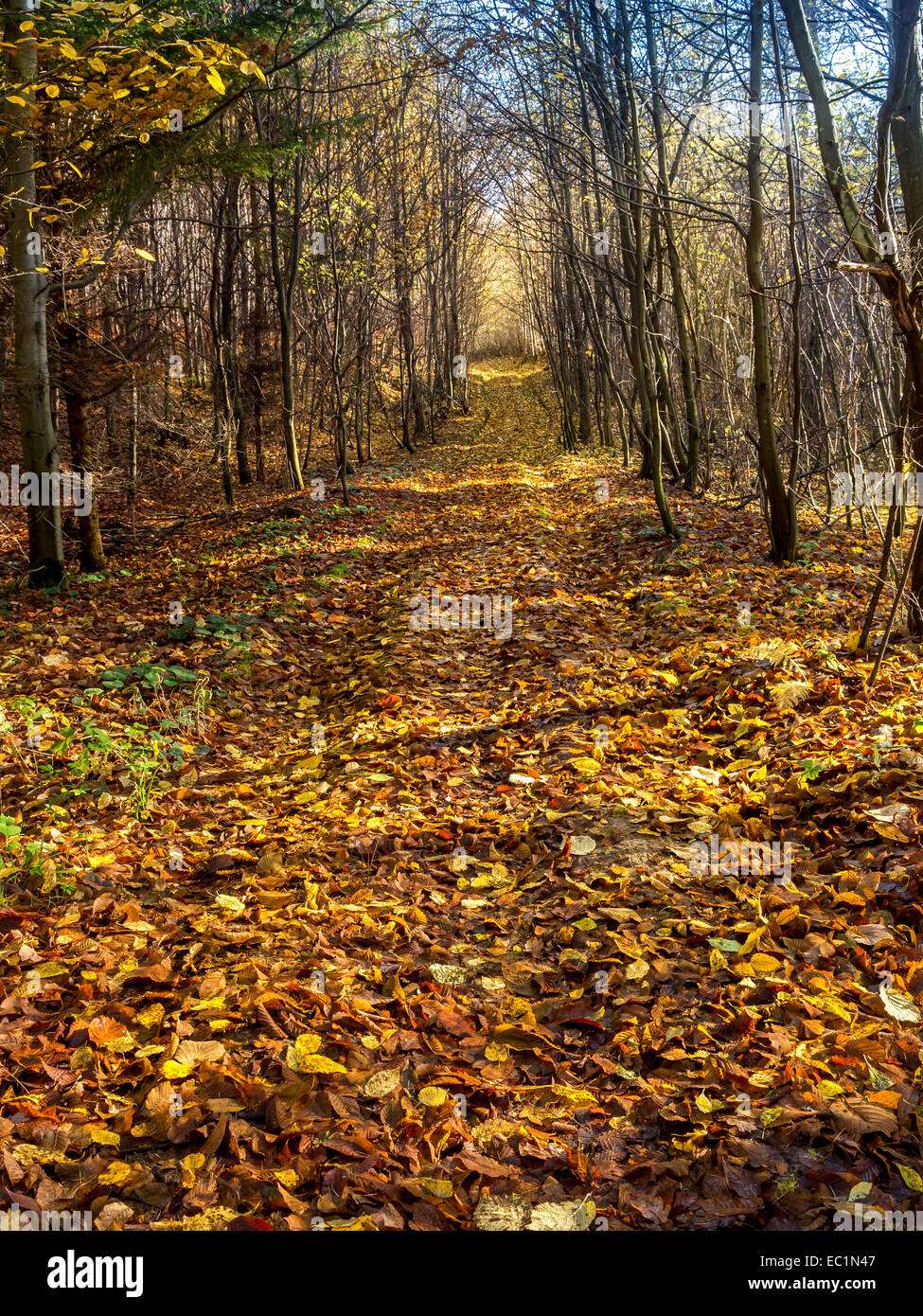 Il percorso nel bosco coperto con foglie in autunno i colori Foto Stock