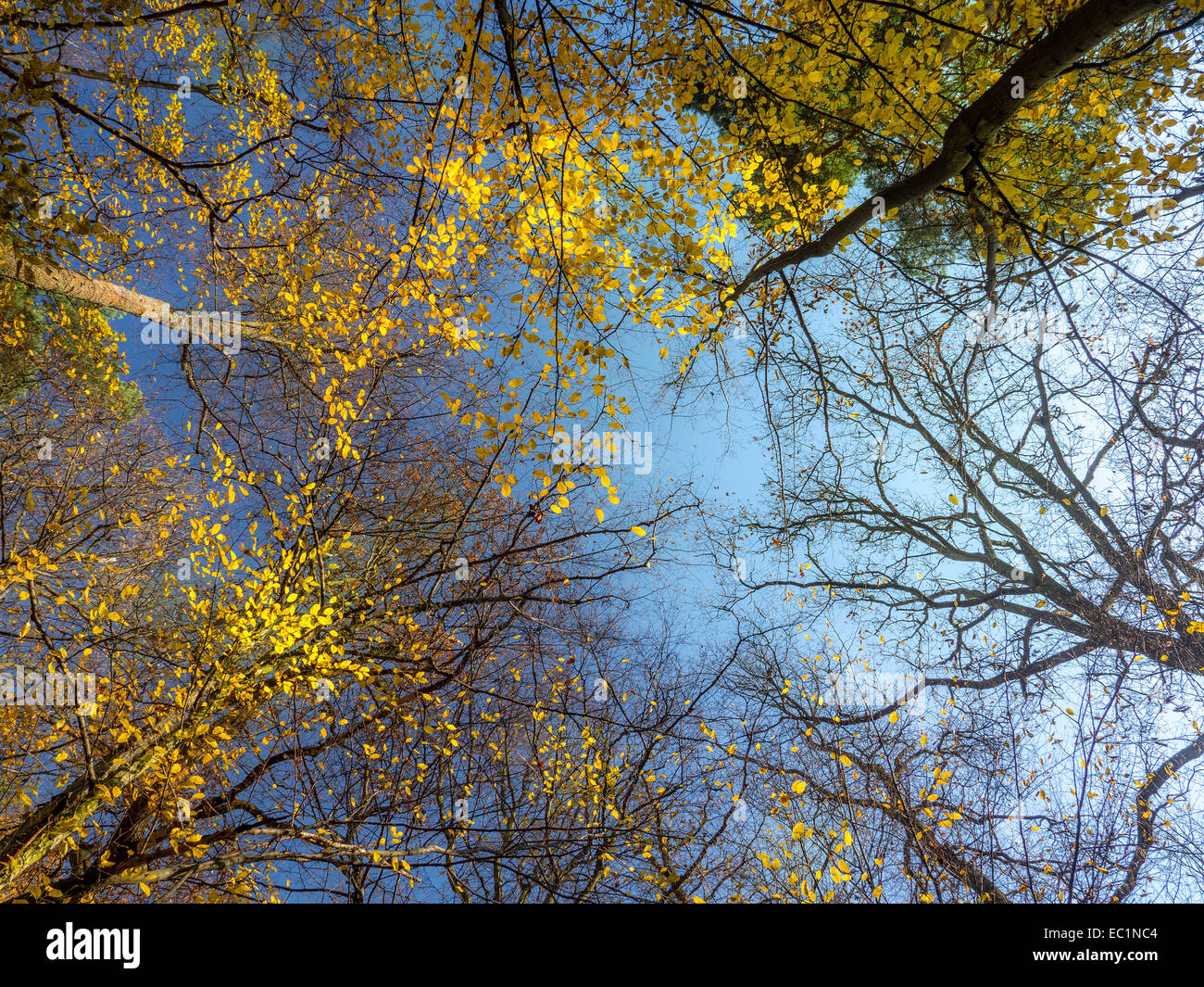Tree corone in colori autunnali girato verso l'alto Foto Stock