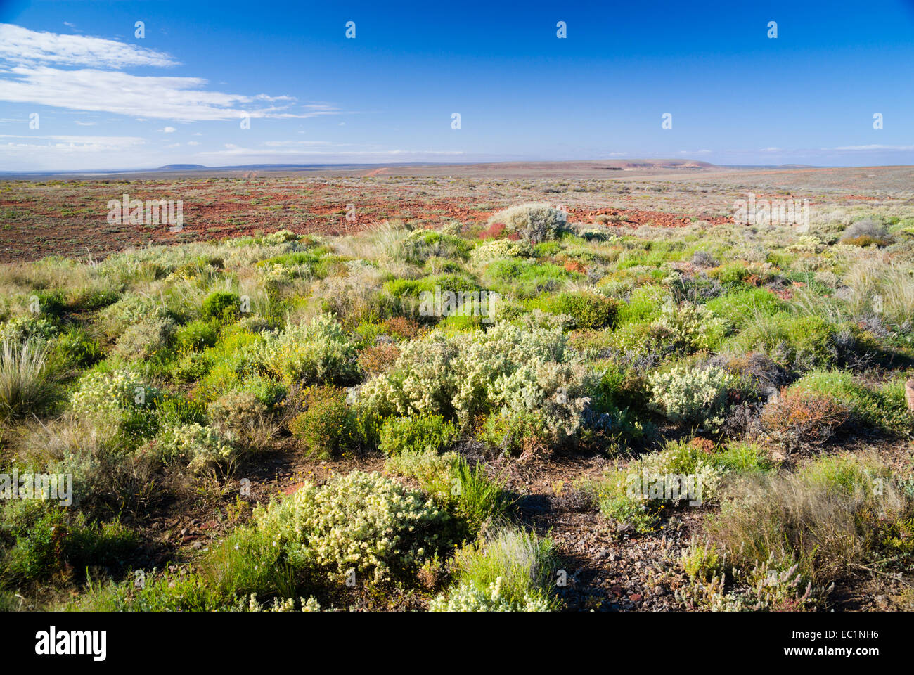 Outback paesaggio di chenopod arbusteti in Sud Australia Foto Stock