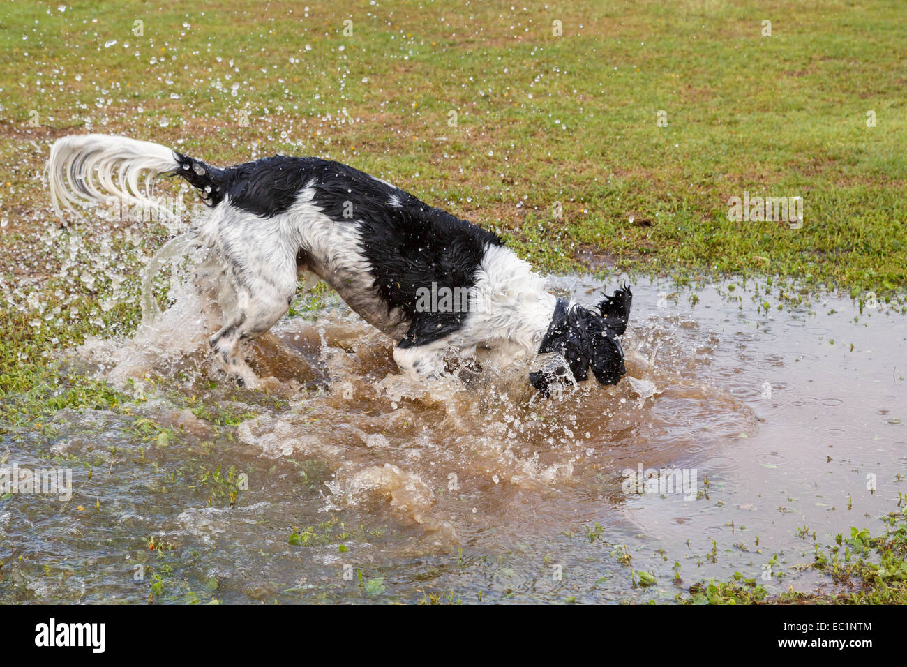 Un adulto in bianco e nero English Springer Spaniel cane spruzzi in una pozza d'acqua in un parco. Inghilterra, Regno Unito, Gran Bretagna Foto Stock