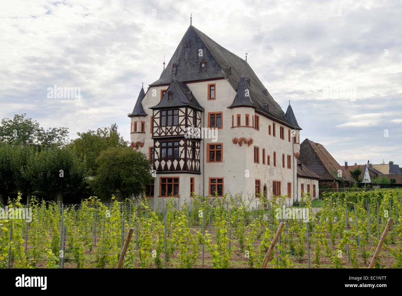 Vigneti che crescono in Schloss Schönborn palace vigna nella valle del Reno. Geisenheim, Hesse, Germania, Europa Foto Stock