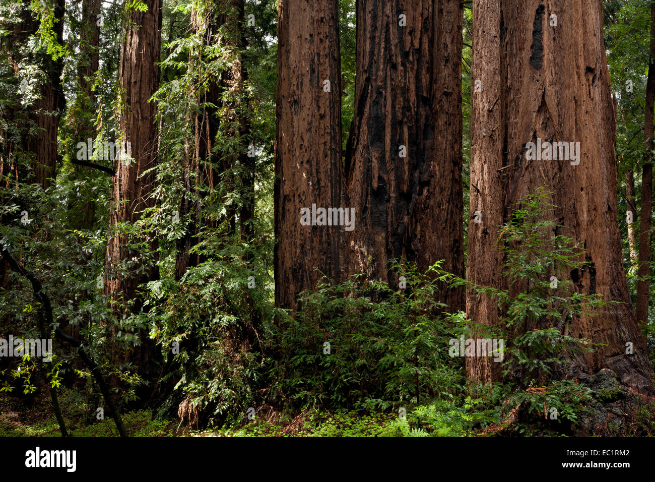 CA02445-00...CALIFORNIA - Redwood alberi lungo il Redwood Grove Loop Trail in Henry Cowell Redwoods State Park. Foto Stock