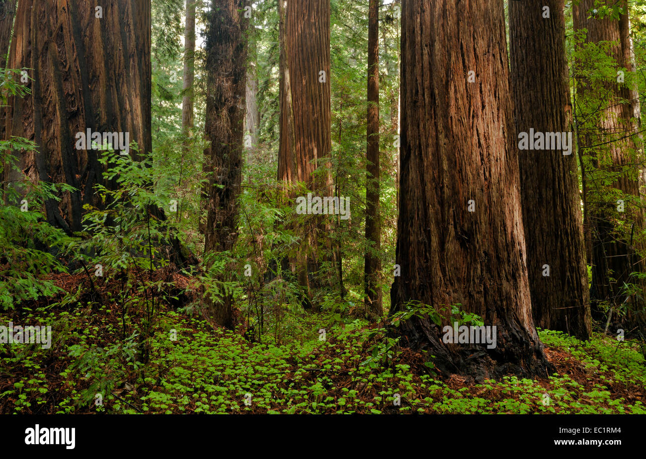 CA02448-00...CALIFORNIA - Redwood alberi lungo il Redwood Grove Loop Trail in Henry Cowell Redwoods State Park. Foto Stock