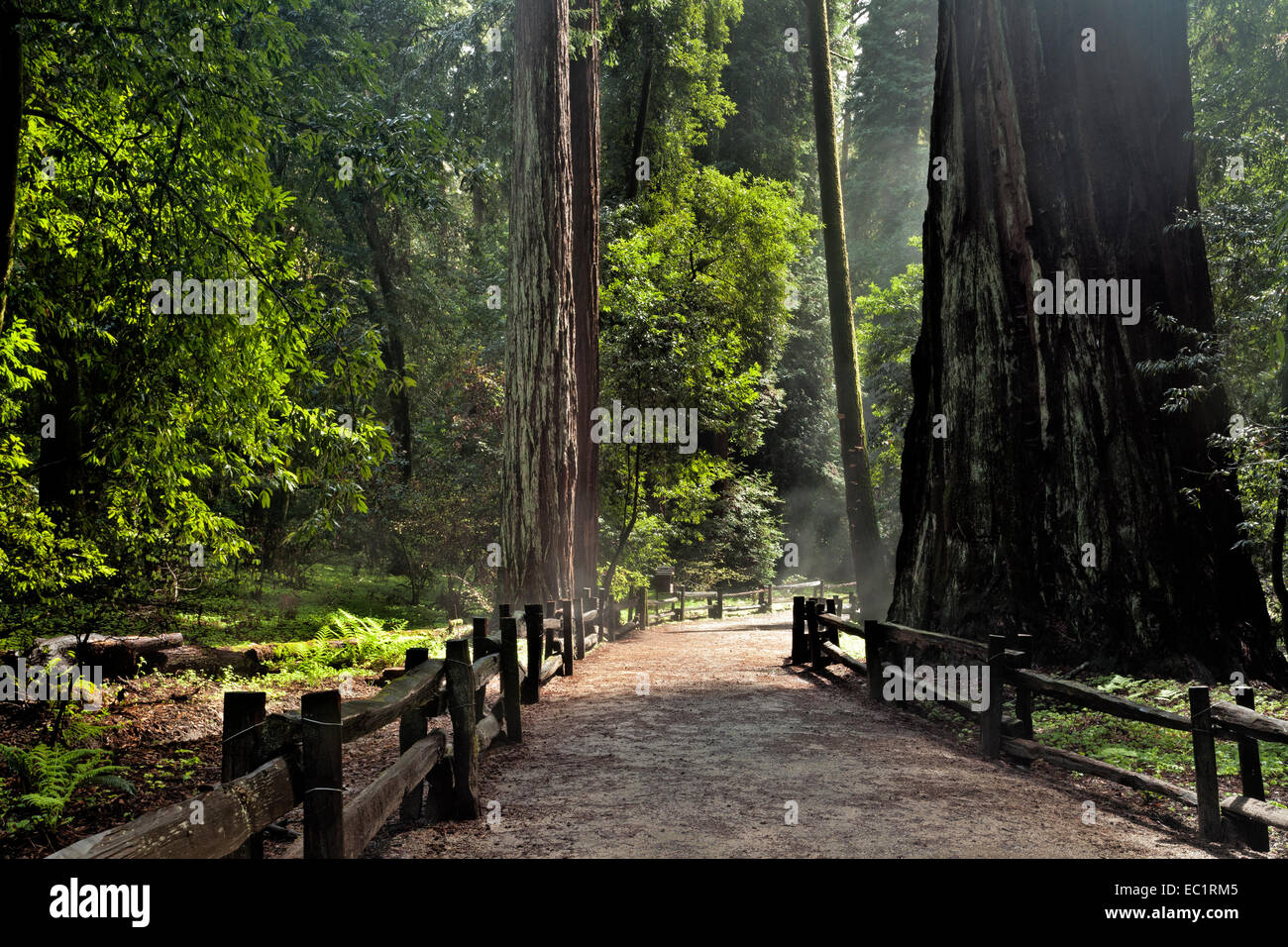 CA02449-00...CALIFORNIA - Redwood alberi lungo il Redwood Grove Loop Trail in Henry Cowell Redwoods State Park. Foto Stock