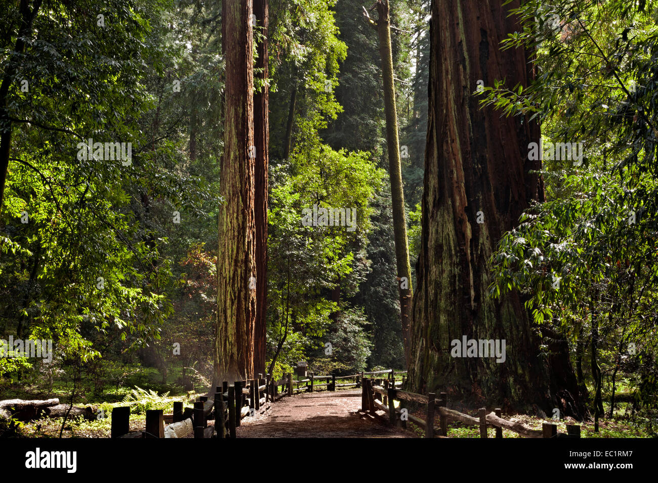 CA02451-00...CALIFORNIA - Redwood alberi lungo il Redwood Grove Loop Trail in Henry Cowell Redwoods State Park. Foto Stock