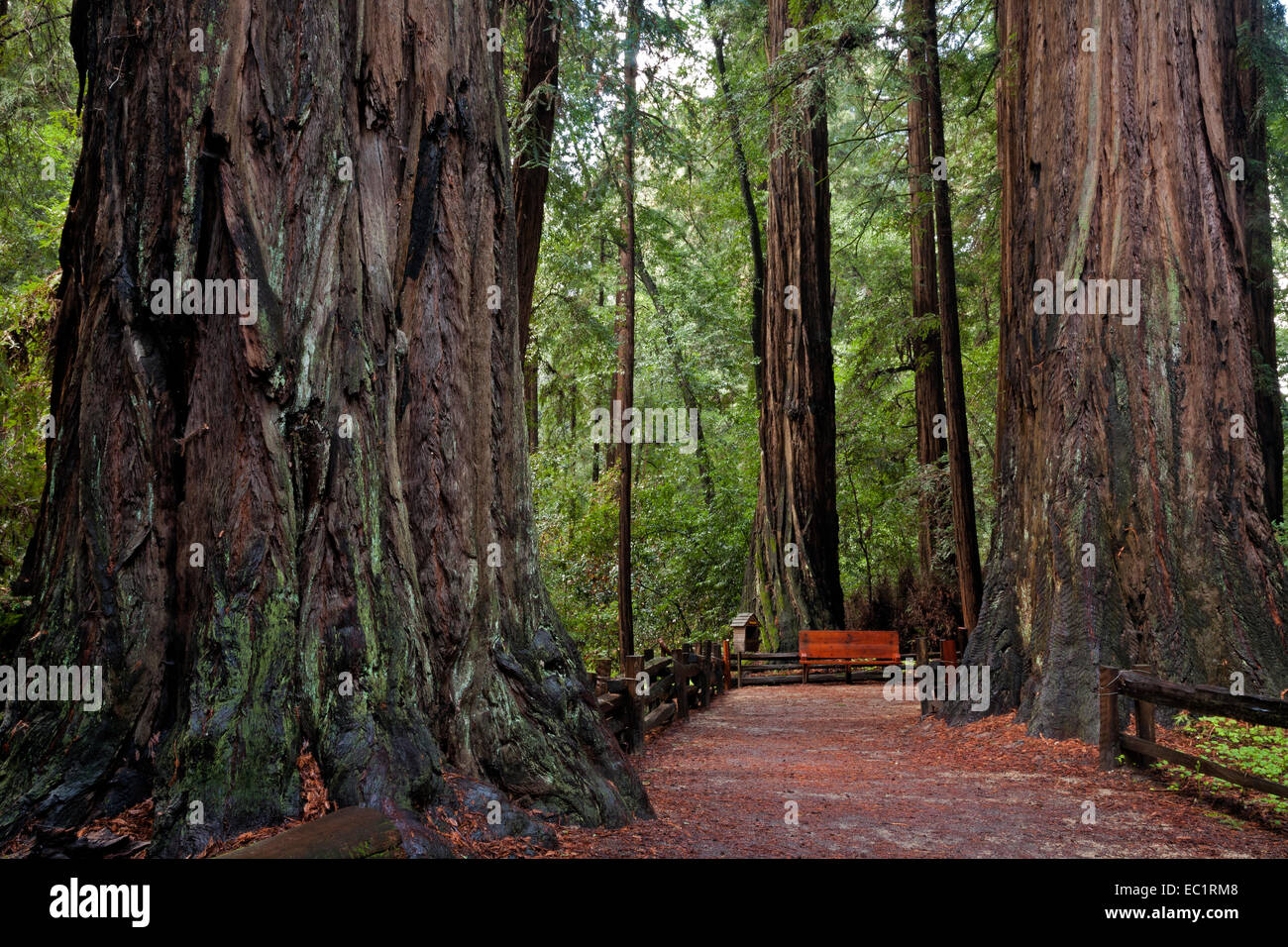 CA02452-00...CALIFORNIA - Redwood alberi lungo il Redwood Grove Loop Trail in Henry Cowell Redwoods State Park. Foto Stock