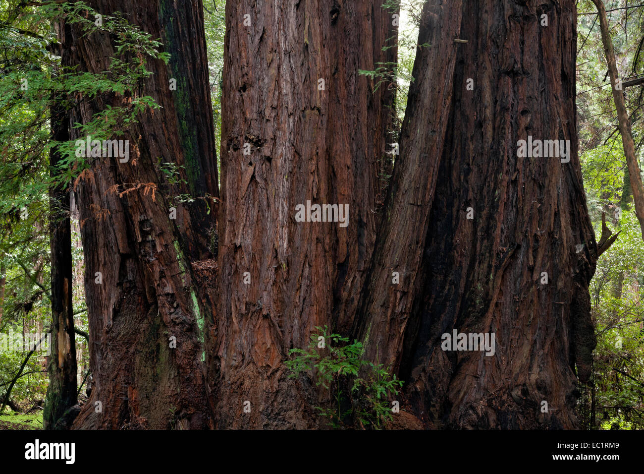 CA02453-00...CALIFORNIA - stretto intrico di Redwood alberi lungo il Redwood Grove Loop Trail in Henry Cowell Redwoods State Park. Foto Stock