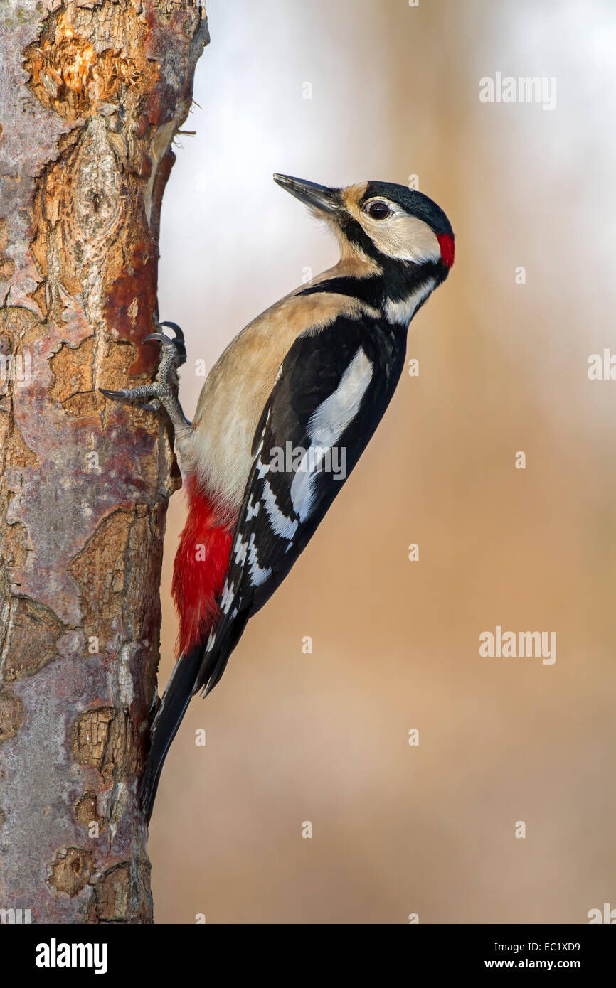 Picchio rosso maggiore (Dendrocopos major), Riserva della Biosfera dell'Elba centrale, Sassonia-Anhalt, Germania Foto Stock