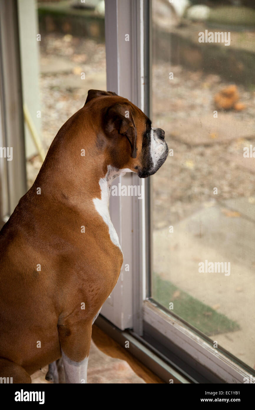Cane Boxer guardando fuori dalla porta di patio, Novato, California, Stati Uniti d'America. Foto Stock