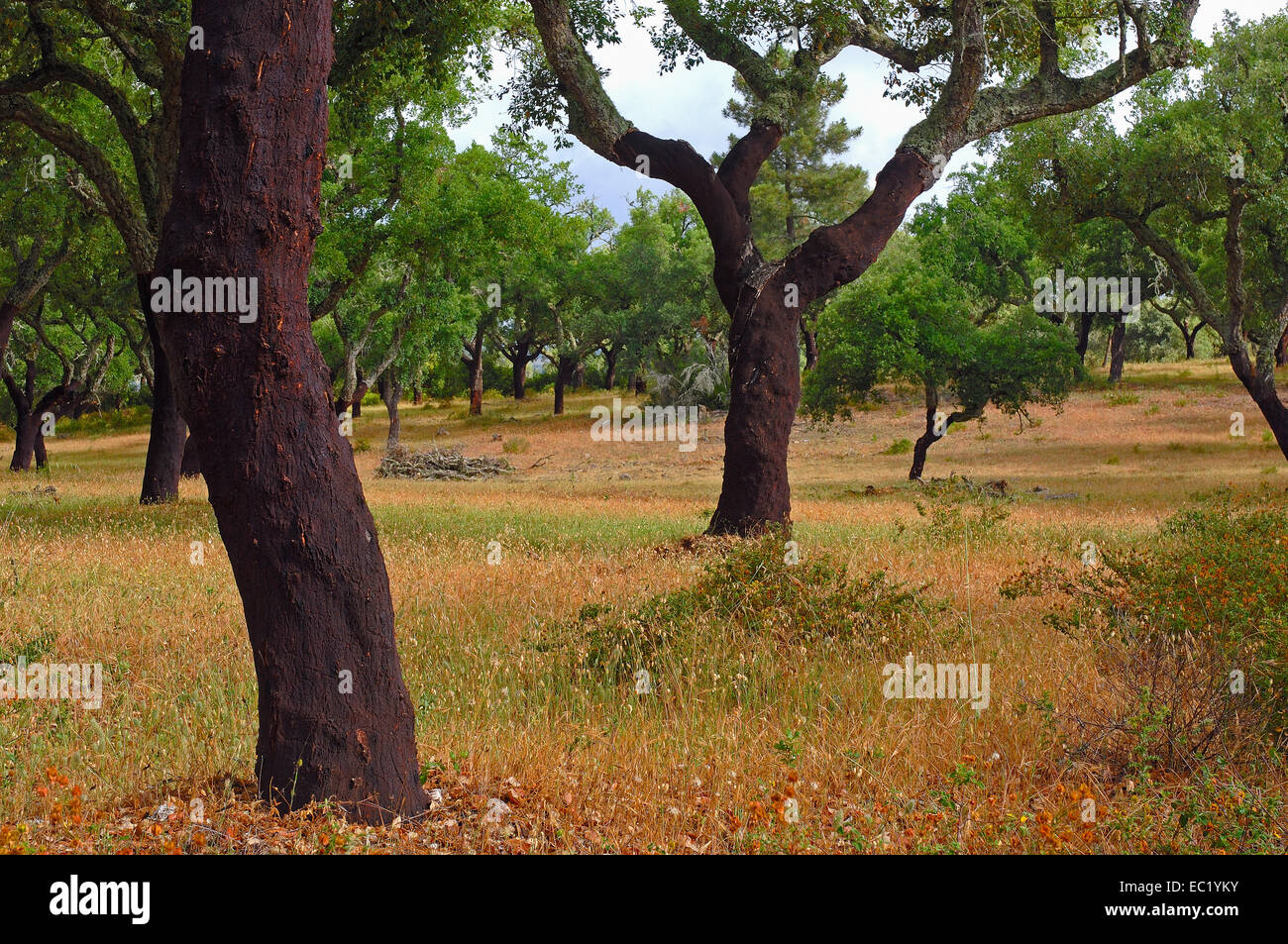 Le querce da sughero (Quercus suber), Evora, Alentejo, Portogallo, Europa Foto Stock