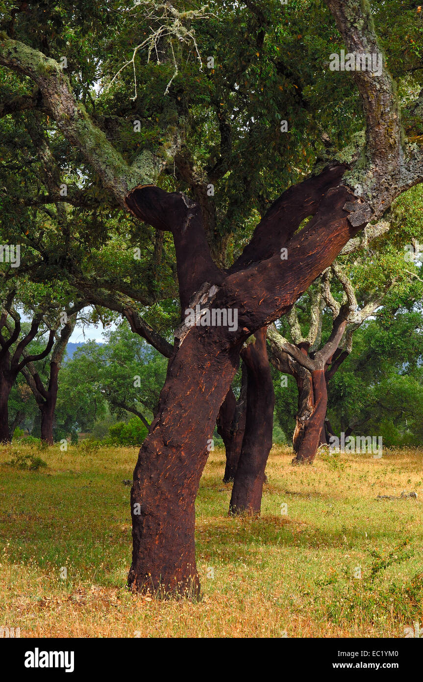 Le querce da sughero (Quercus suber), Evora, Alentejo, Portogallo, Europa Foto Stock