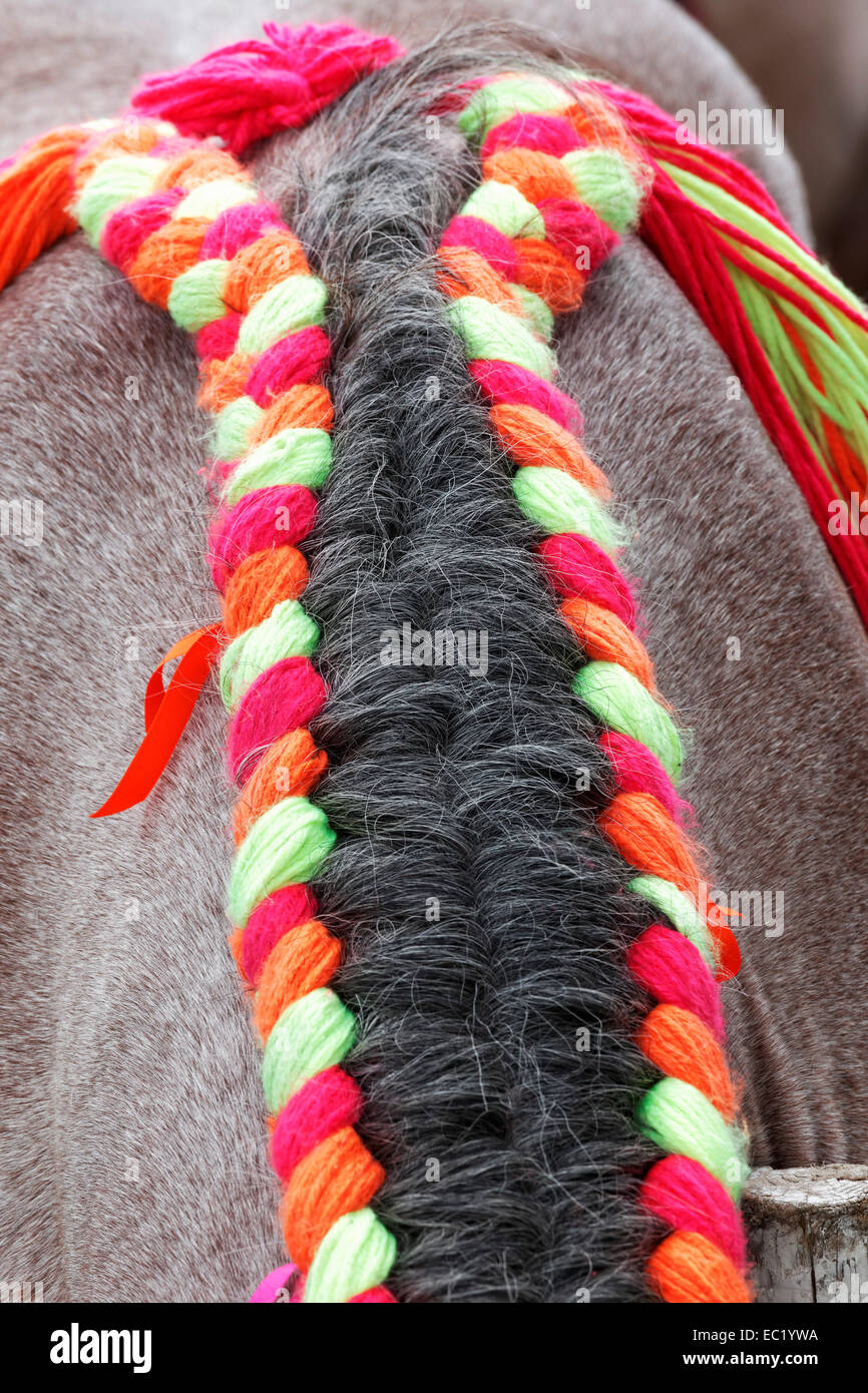 Horse's mane decorata con una treccia di lana, Veere, penisola di Walcheren, provincia di Zelanda, Paesi Bassi Foto Stock