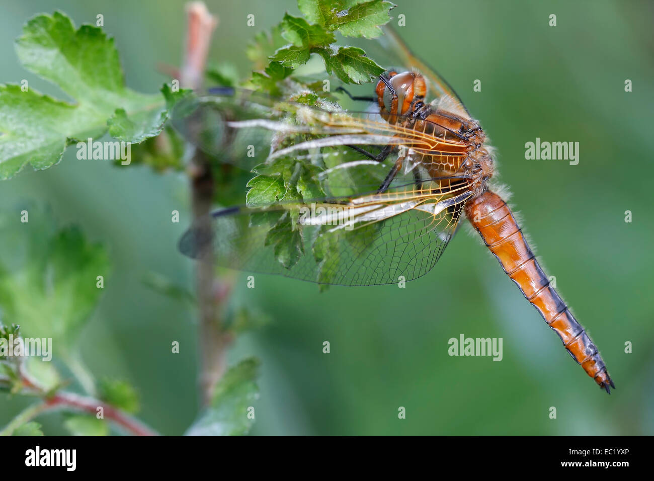 Scarsa Chaser (Libellula fulva), femmina, Meclemburgo Lake District, Meclemburgo-Pomerania Occidentale, Germania Foto Stock