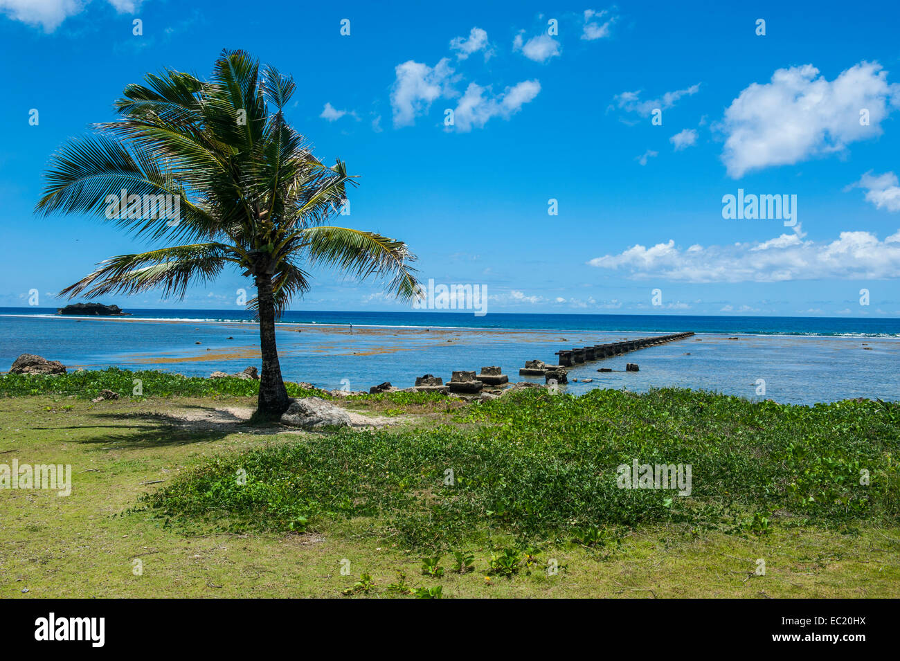Lonely Palm tree in Pacific National Historical Park, Guam, territorio statunitense e del Pacifico Foto Stock