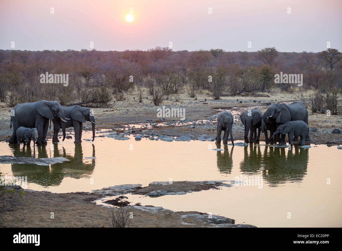 L'elefante africano (Loxodonta africana) bere a waterhole al tramonto, il Parco Nazionale di Etosha, Namibia, Africa Foto Stock