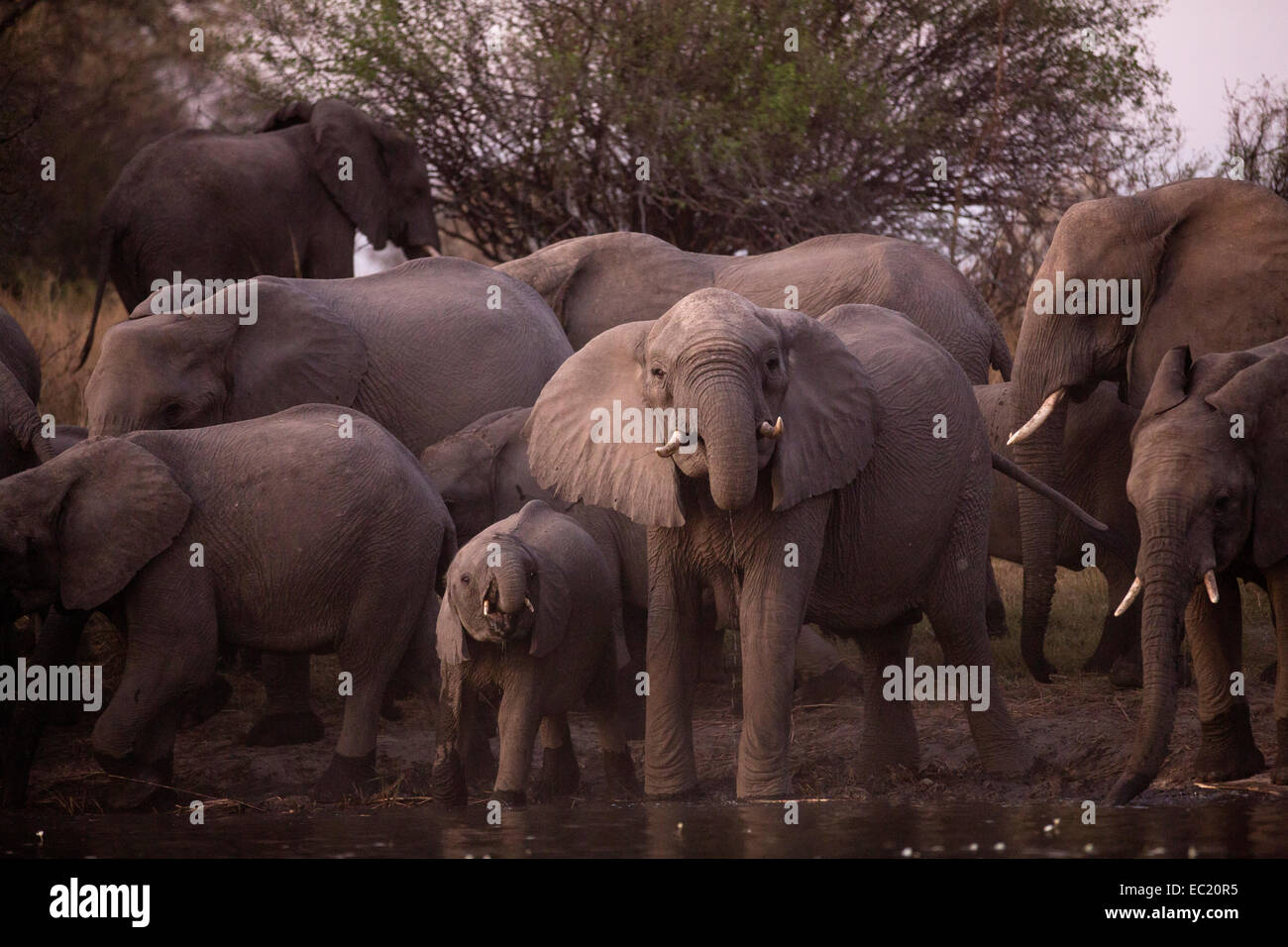 L'elefante africano (Loxodonta africana) bere presso il fiume Okavango, Caprivi, Namibia, Africa Foto Stock