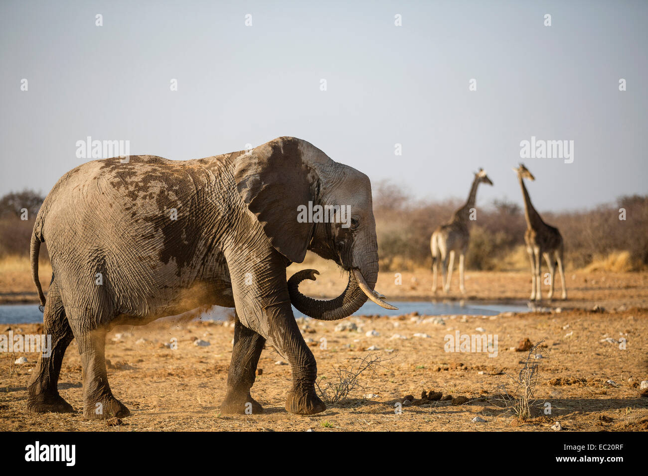 Elefante africano (Loxodonta africana) animale giovane in un bagno di polvere, in backtwo giraffe (Giraffa camelopardalis), waterhole Foto Stock