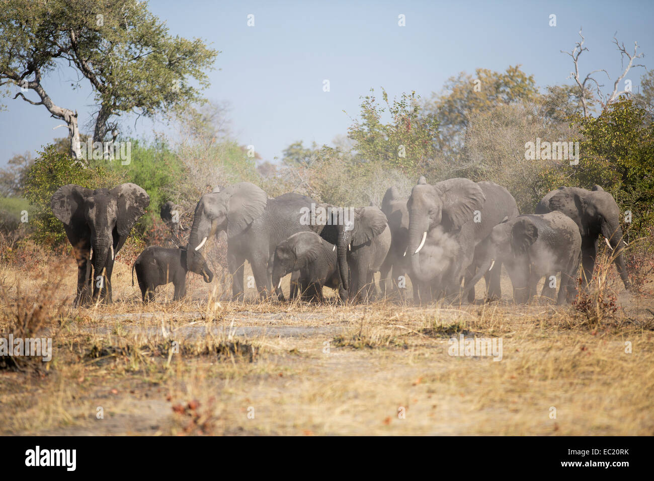 L'elefante africano (Loxodonta africana) allevamento agitazione della polvere Caprivi Regione, Namibia, Africa Foto Stock