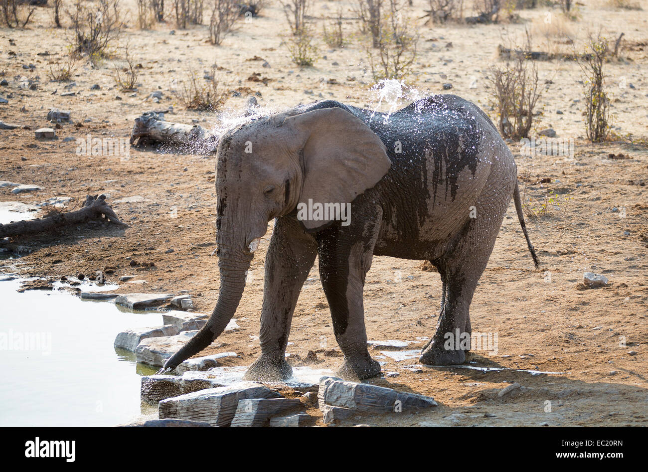 Elefante africano (Loxodonta africana), spruzzando con acqua a un Waterhole, il Parco Nazionale di Etosha, Namibia, Africa Foto Stock