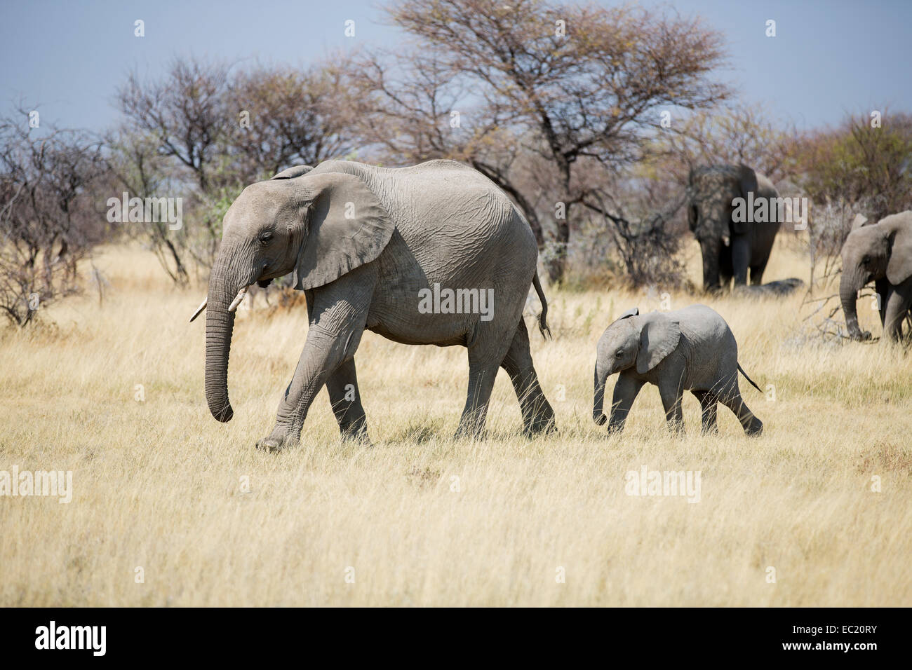 L'elefante africano (Loxodonta africana) allevamento a piedi attraverso erba secca paesaggio, il Parco Nazionale di Etosha, Namibia, Africa Foto Stock