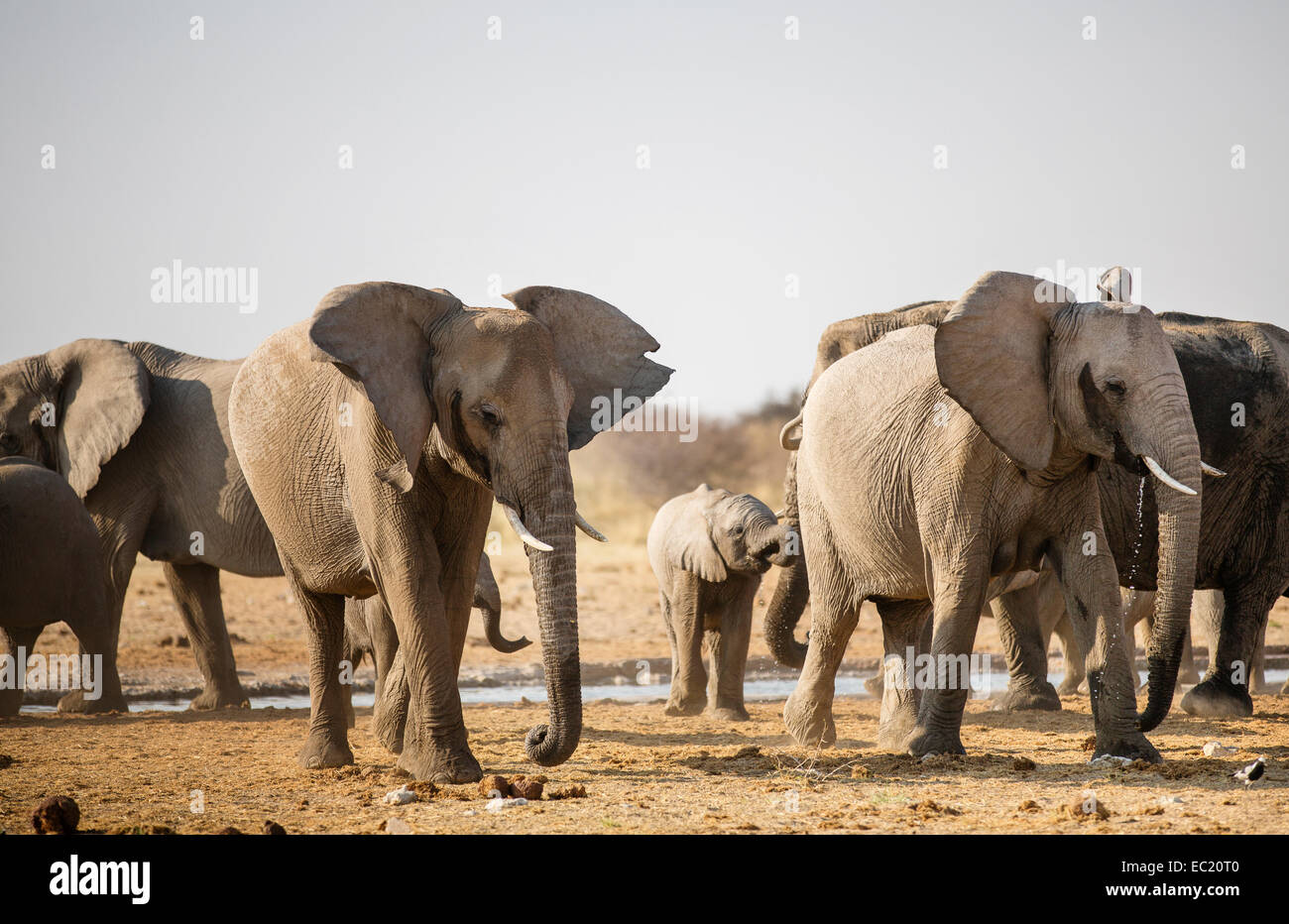 L'elefante africano (Loxodonta africana) a Waterhole, il Parco Nazionale di Etosha, Namibia, Africa Foto Stock