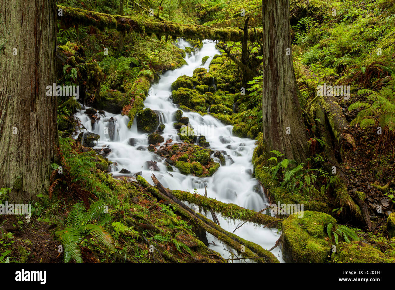 Le fairy falls, cascata in Columbia River Gorge, Portland, Oregon, Stati Uniti Foto Stock