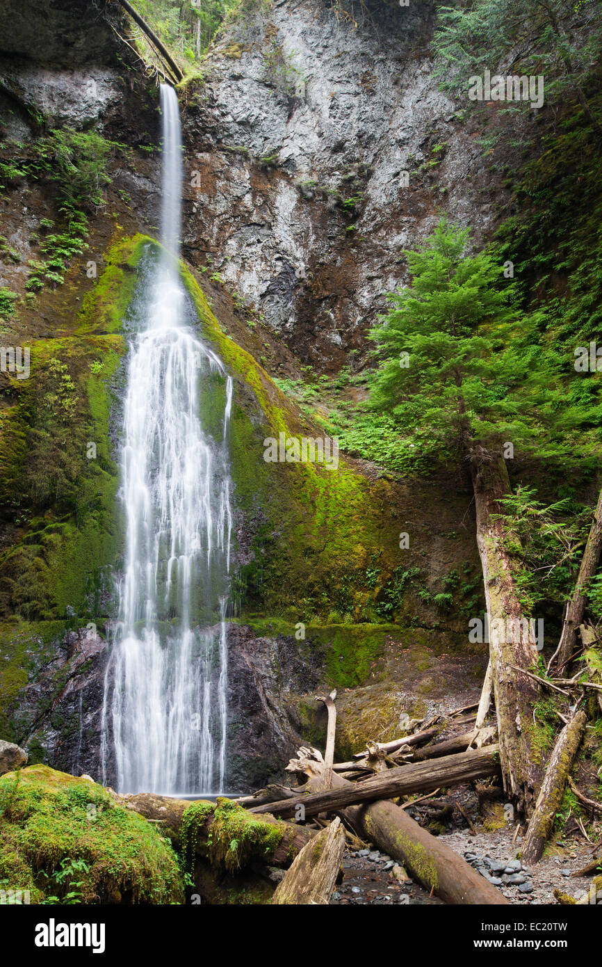 Marymere falls, cascata nel parco nazionale di Olympic, Washington, Stati Uniti Foto Stock
