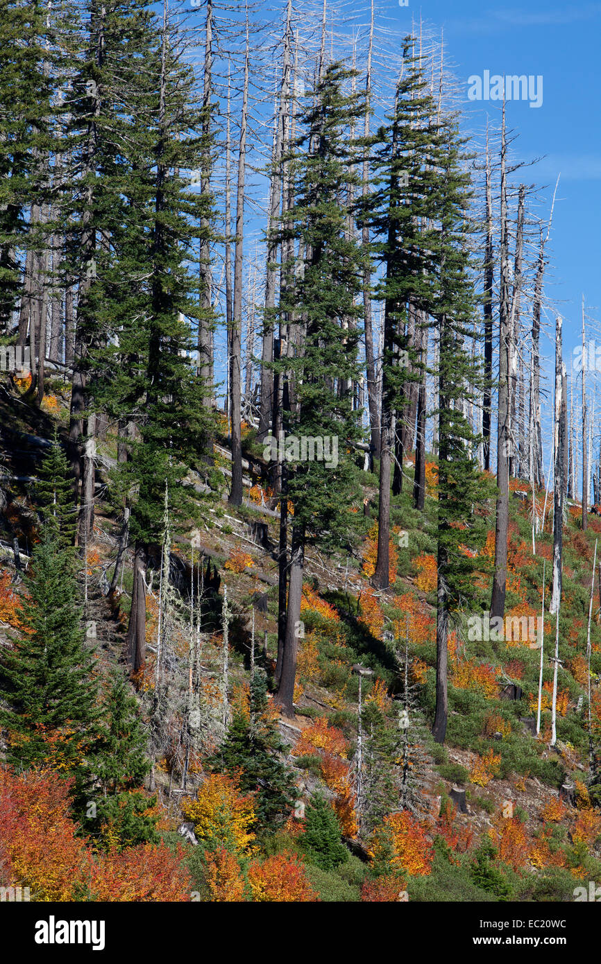 Foresta sul santiam pass, gamma a cascata, Oregon, Stati Uniti Foto Stock