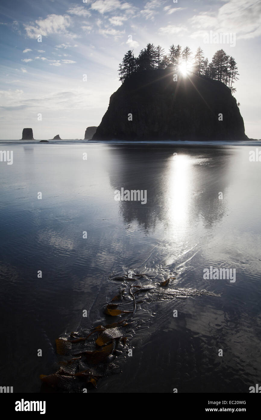 Stack di mare sulla seconda spiaggia nel parco nazionale di Olympic, Washington, Stati Uniti Foto Stock