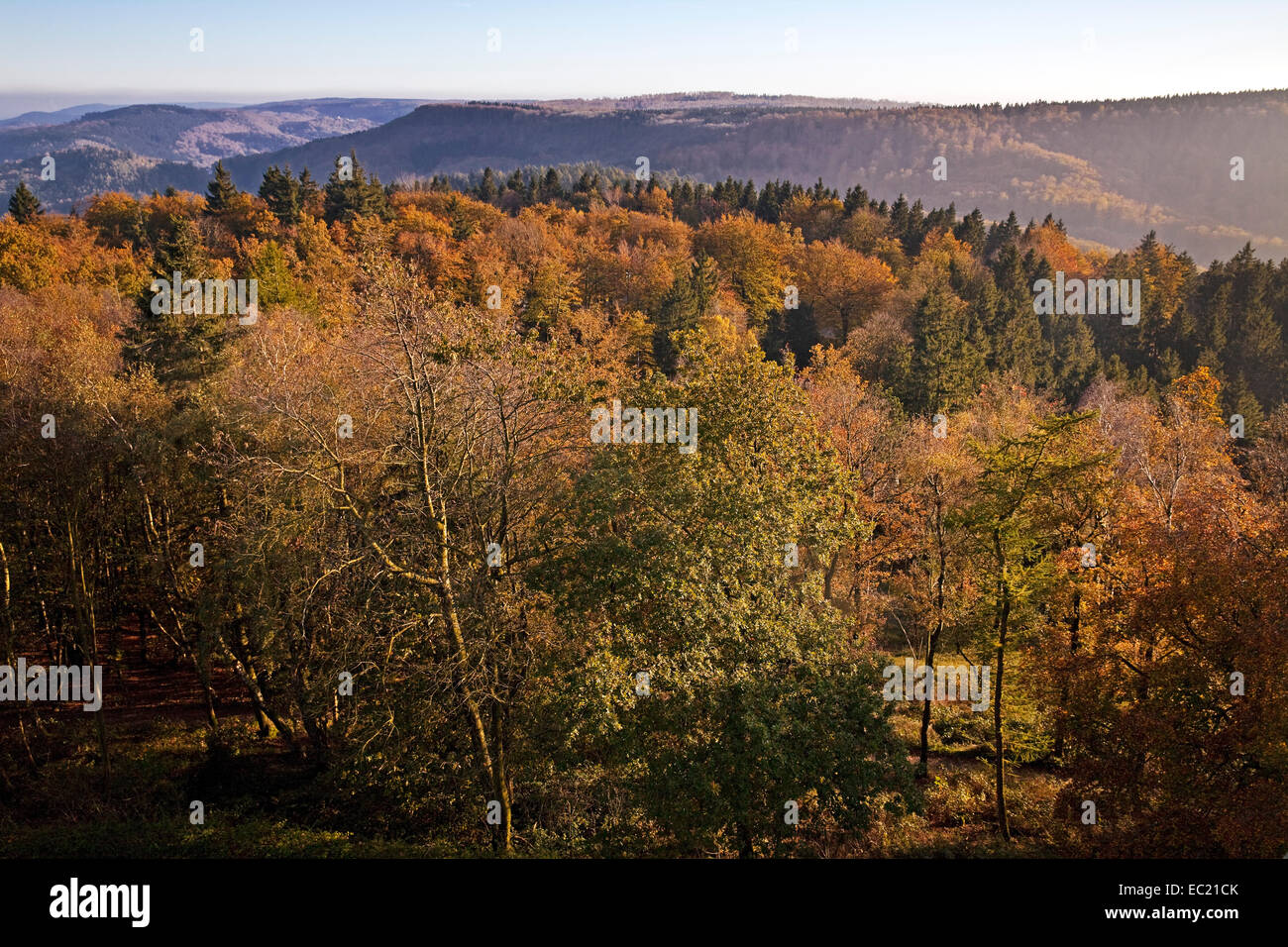 Foresta Turingia in autunno dal monumento di Hermann, Detmold e Ostwestfalen-Lippe, Nord Reno-Westfalia, Germania Foto Stock