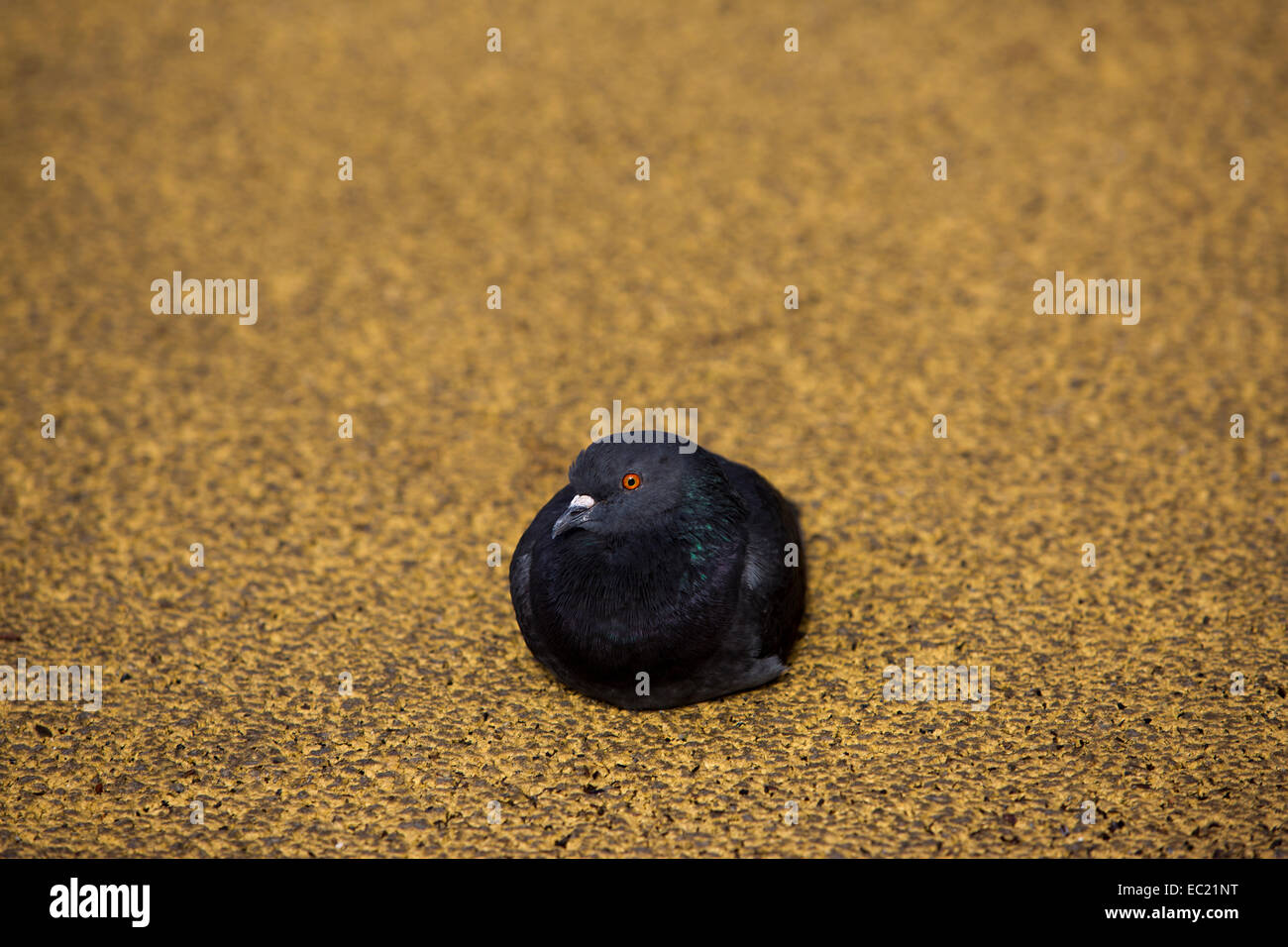 Nero (colomba columbidi) su asfalto giallo Foto Stock