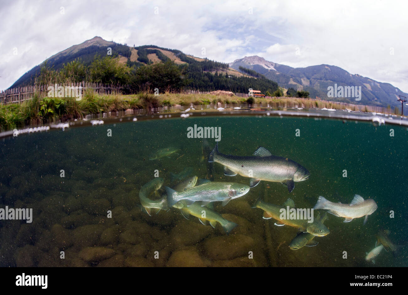 A metà metà shot, Lago Grüblsee con sciame, trota di fiume (Salvelinus fontinalis) e trota arcobaleno (Oncorhynchus mykiss) Foto Stock