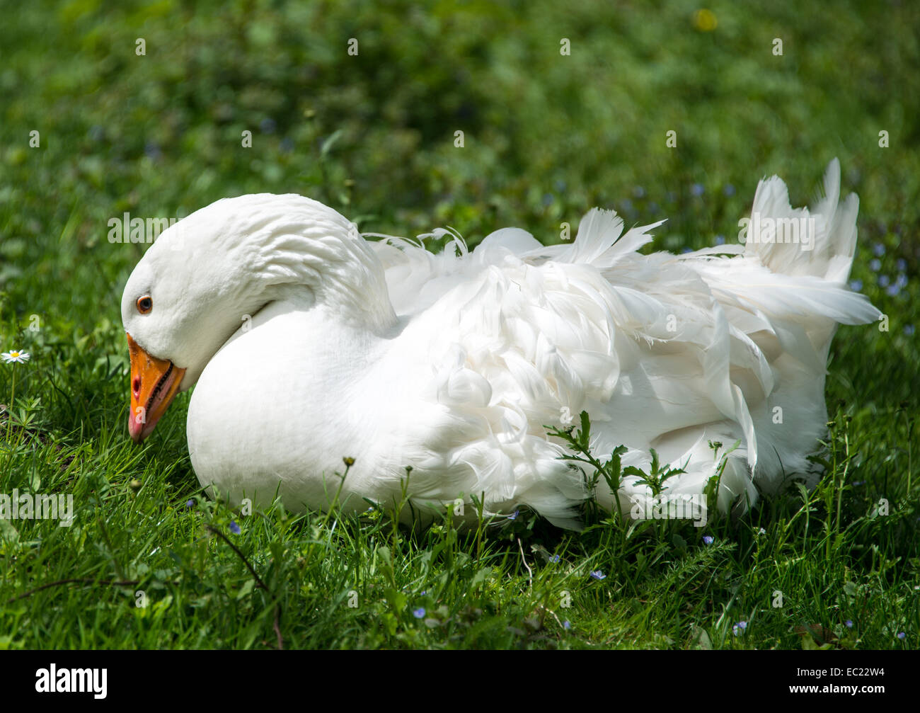 Oca Bianca (Anser anser forme domestica) sul prato Foto Stock