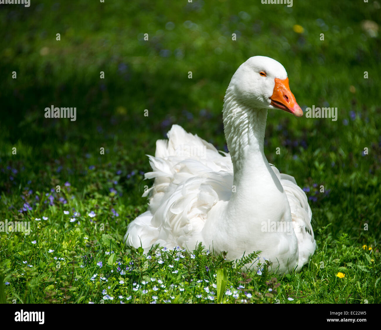 Oca Bianca (Anser anser forme domestica) sul prato Foto Stock