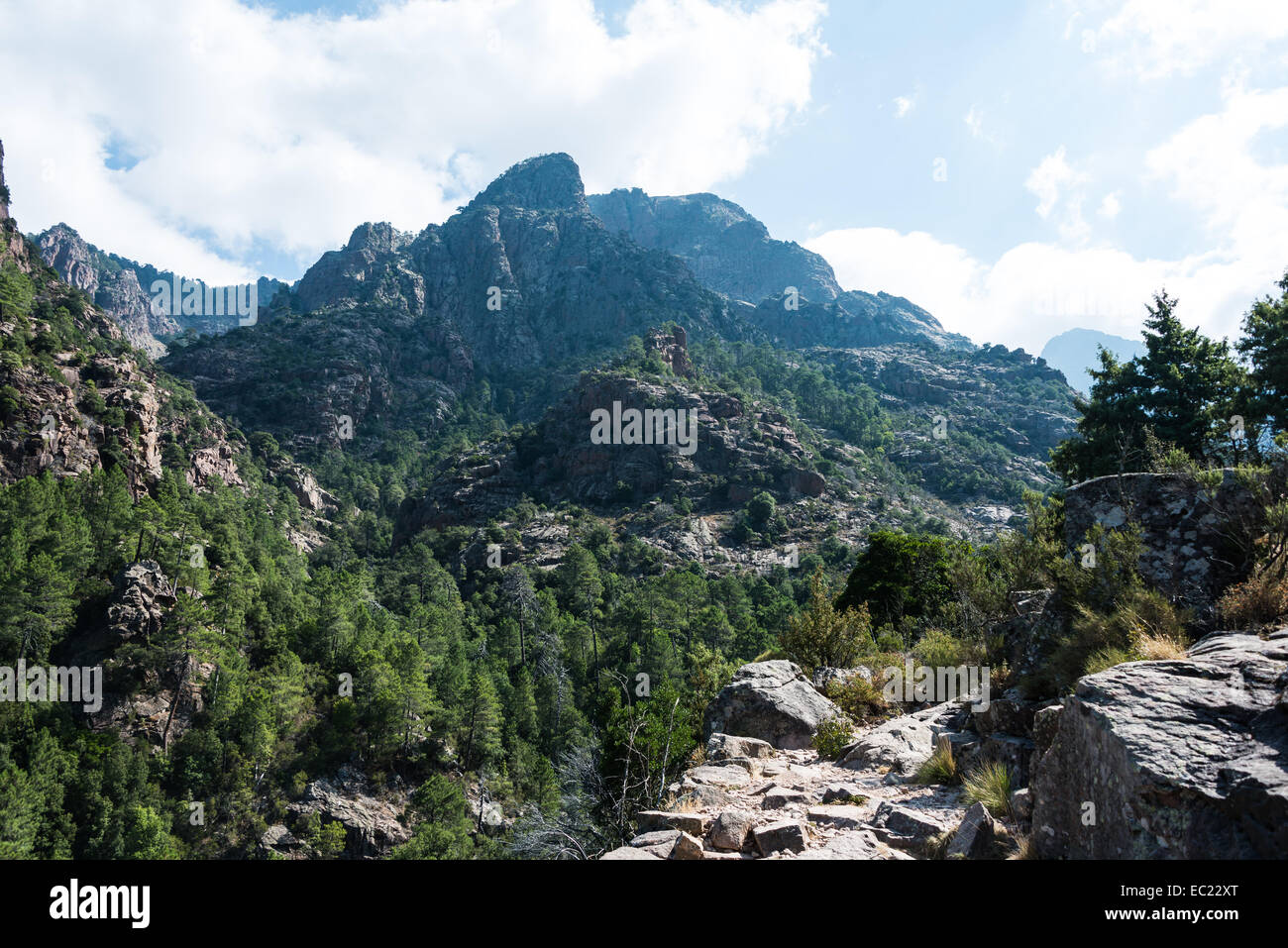 Paesaggio di montagna con il sentiero, pineta, Refuge de Carrozzu, Corsica, Francia Foto Stock