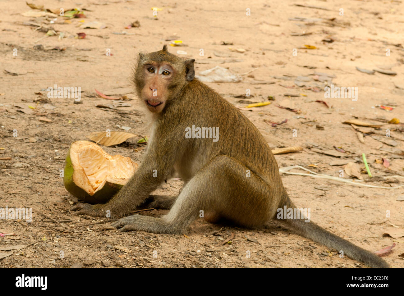 Lunga coda Macaque a Angkor Wat, Siem Reap, Cambogia Foto Stock
