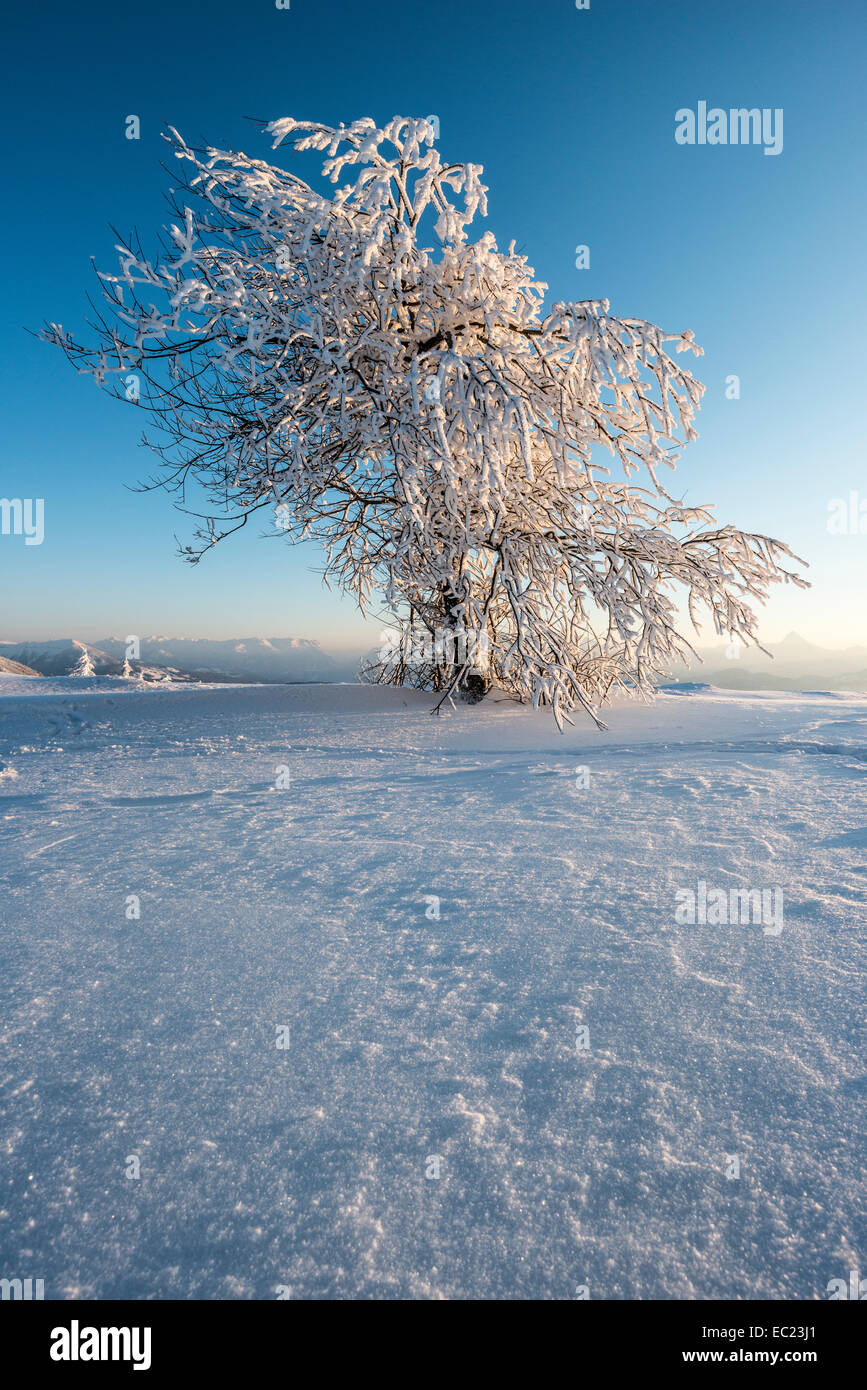 Snowy albero nella luce della sera, paesaggio invernale sul Gaisberg, Salisburgo, Austria Foto Stock