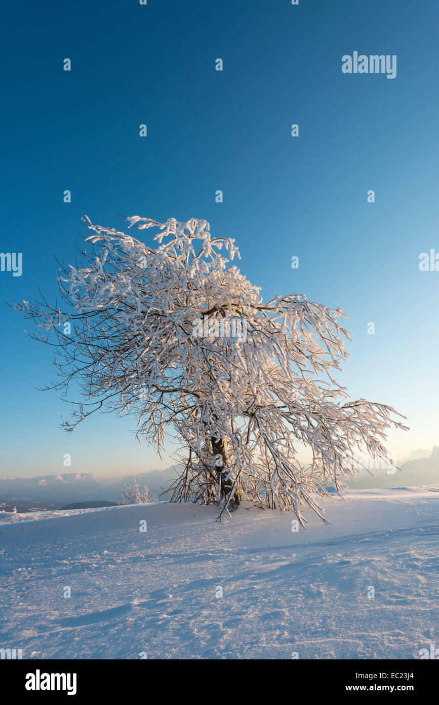 Snowy albero nella luce della sera, paesaggio invernale sul Gaisberg, Salisburgo, Austria Foto Stock